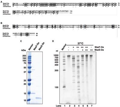 Conserved Amino Acid Moieties of Candidatus Desulforudis audaxviator MazF Determine Ribonuclease Activity and Specificity